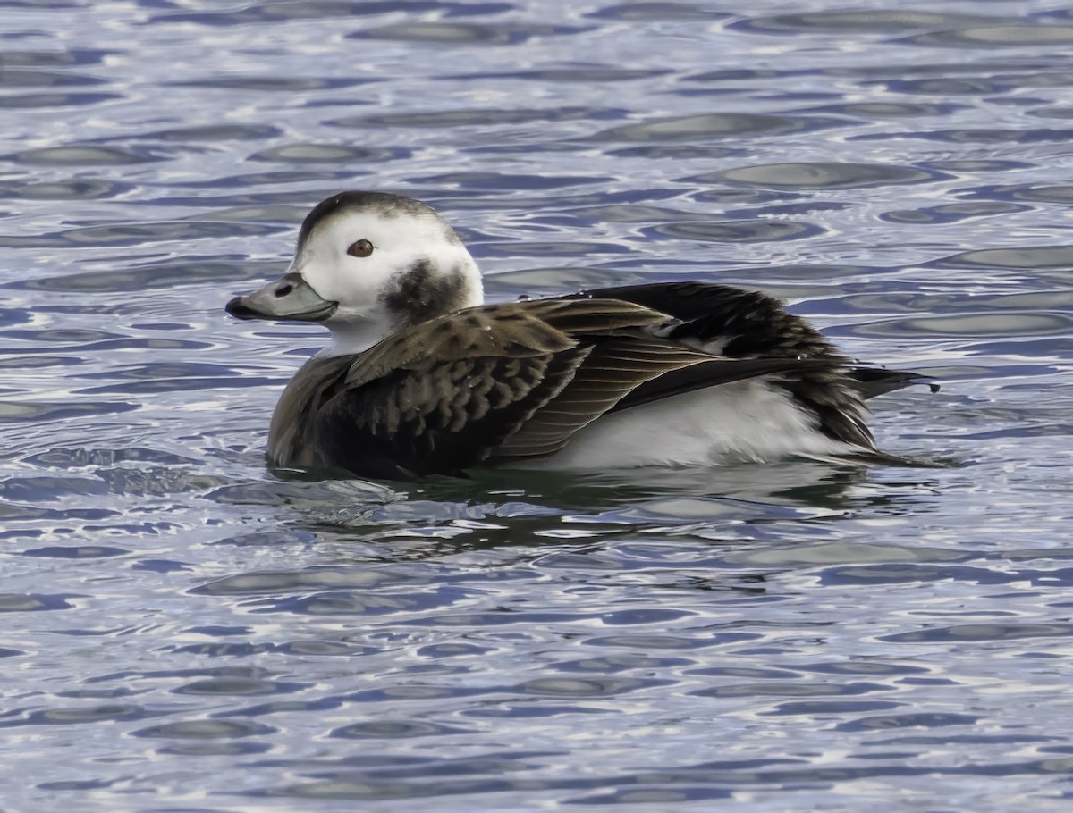 Long-tailed Duck - ML610088086