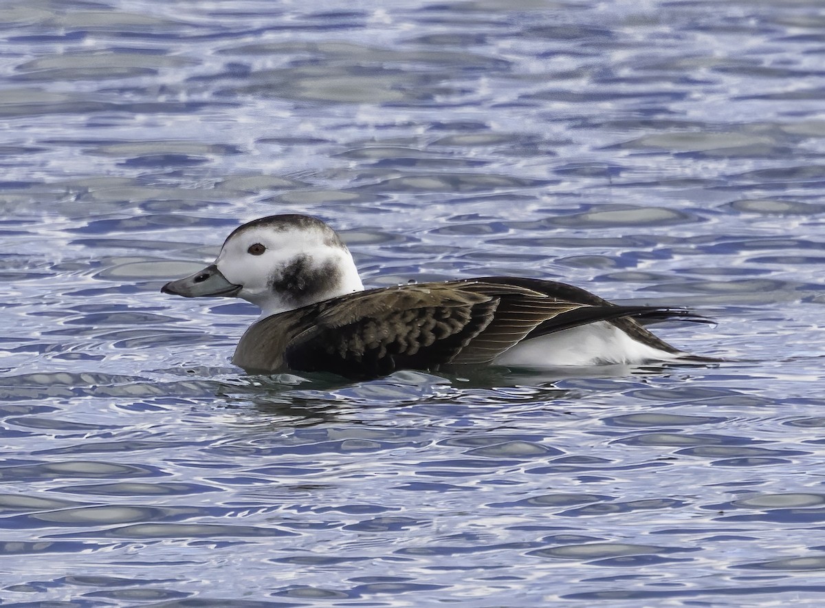 Long-tailed Duck - ML610088087