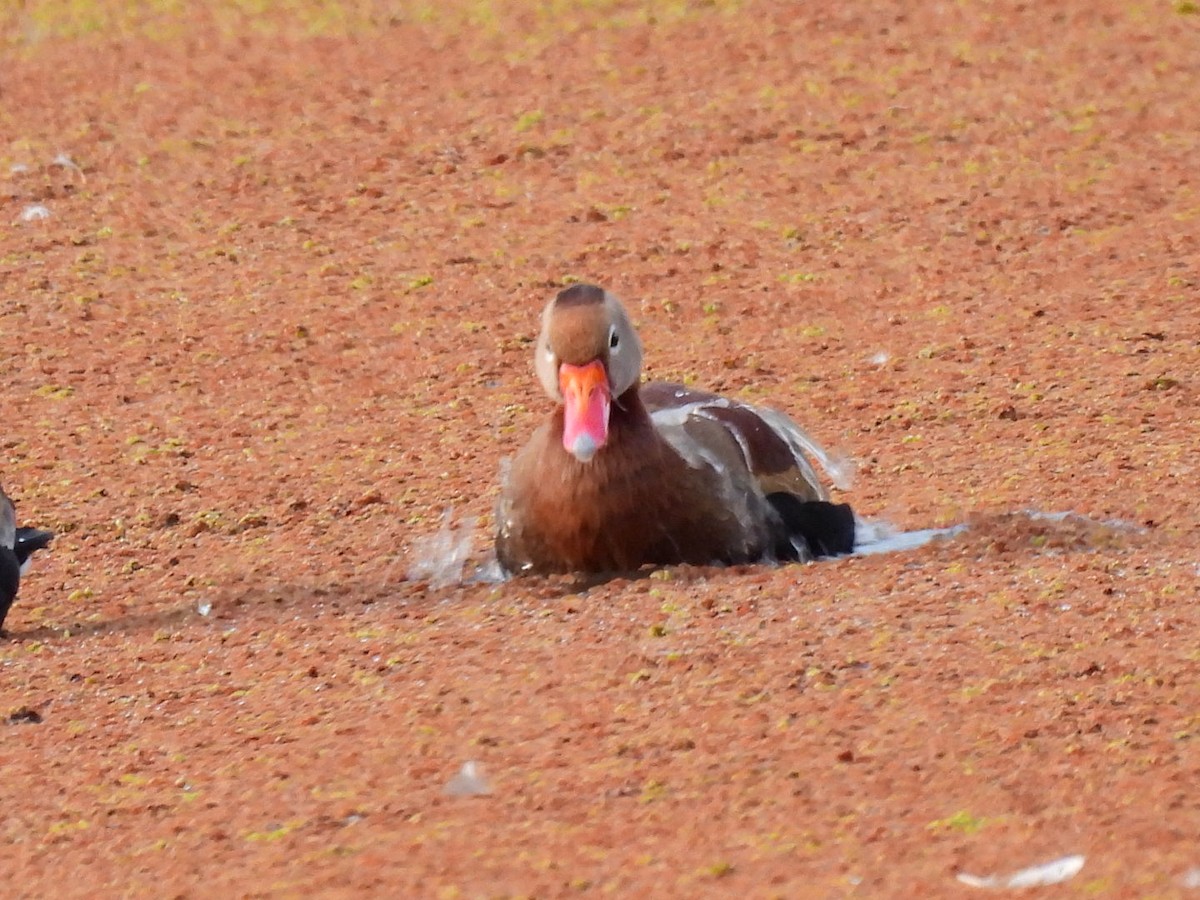 Black-bellied Whistling-Duck - Miryon Montes Vargas