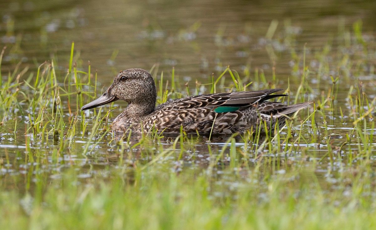 Green-winged Teal - ML610088327