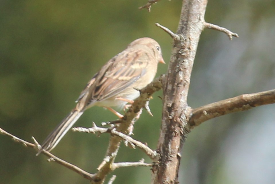 Field Sparrow - Patrick & Christine Tamborra