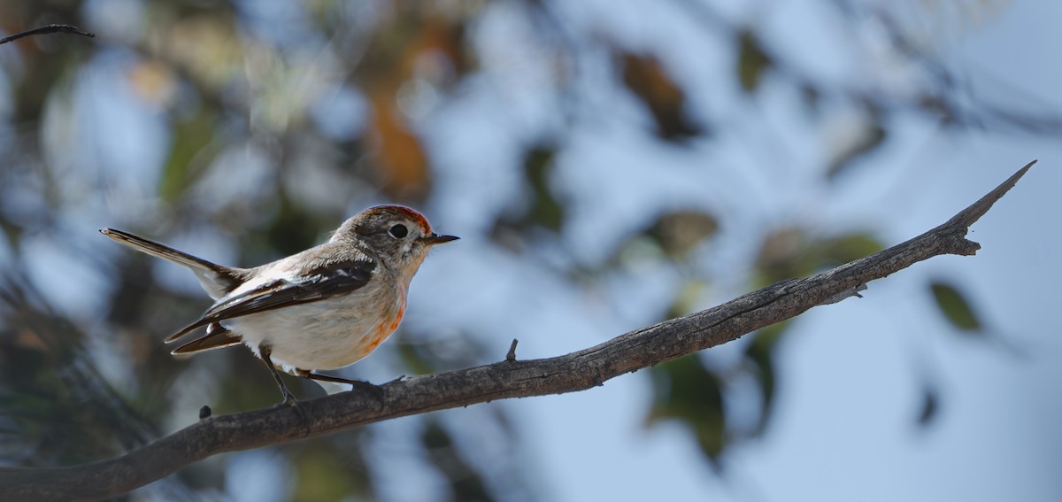 Red-capped Robin - ML610088355