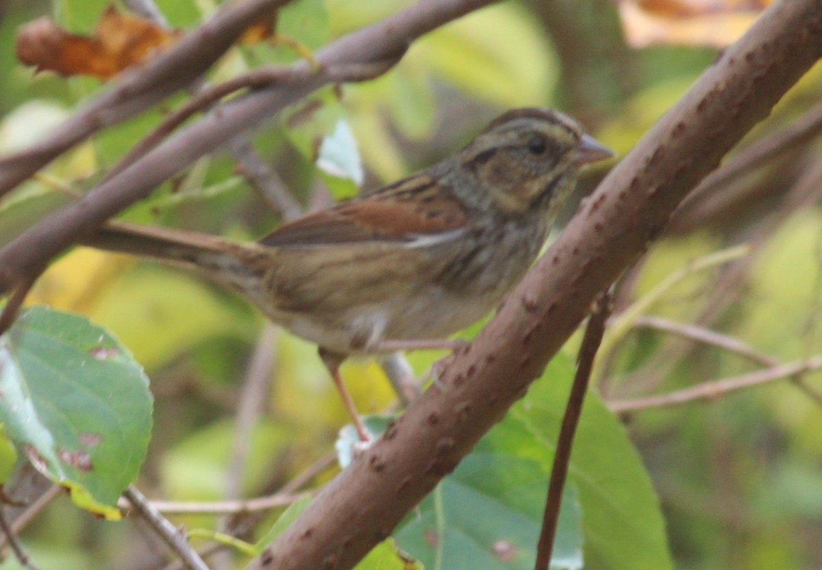 Swamp Sparrow - ML610088361