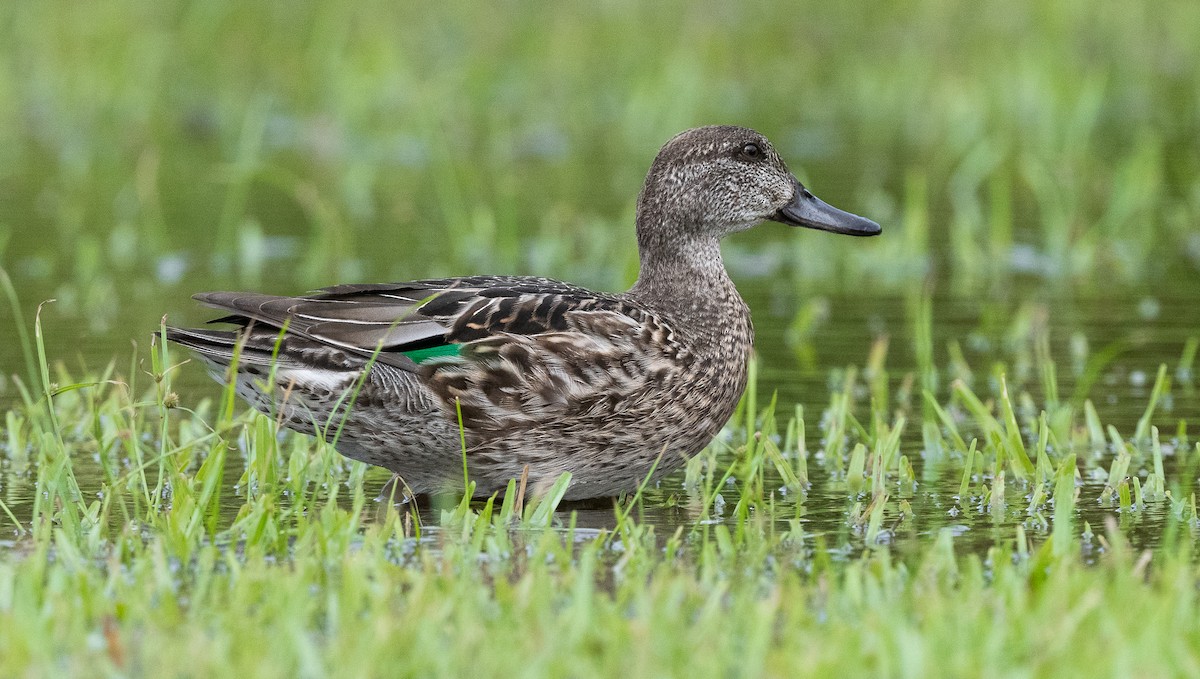 Green-winged Teal - ML610088869