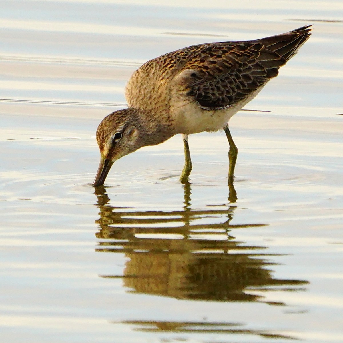 Long-billed Dowitcher - ML610088905