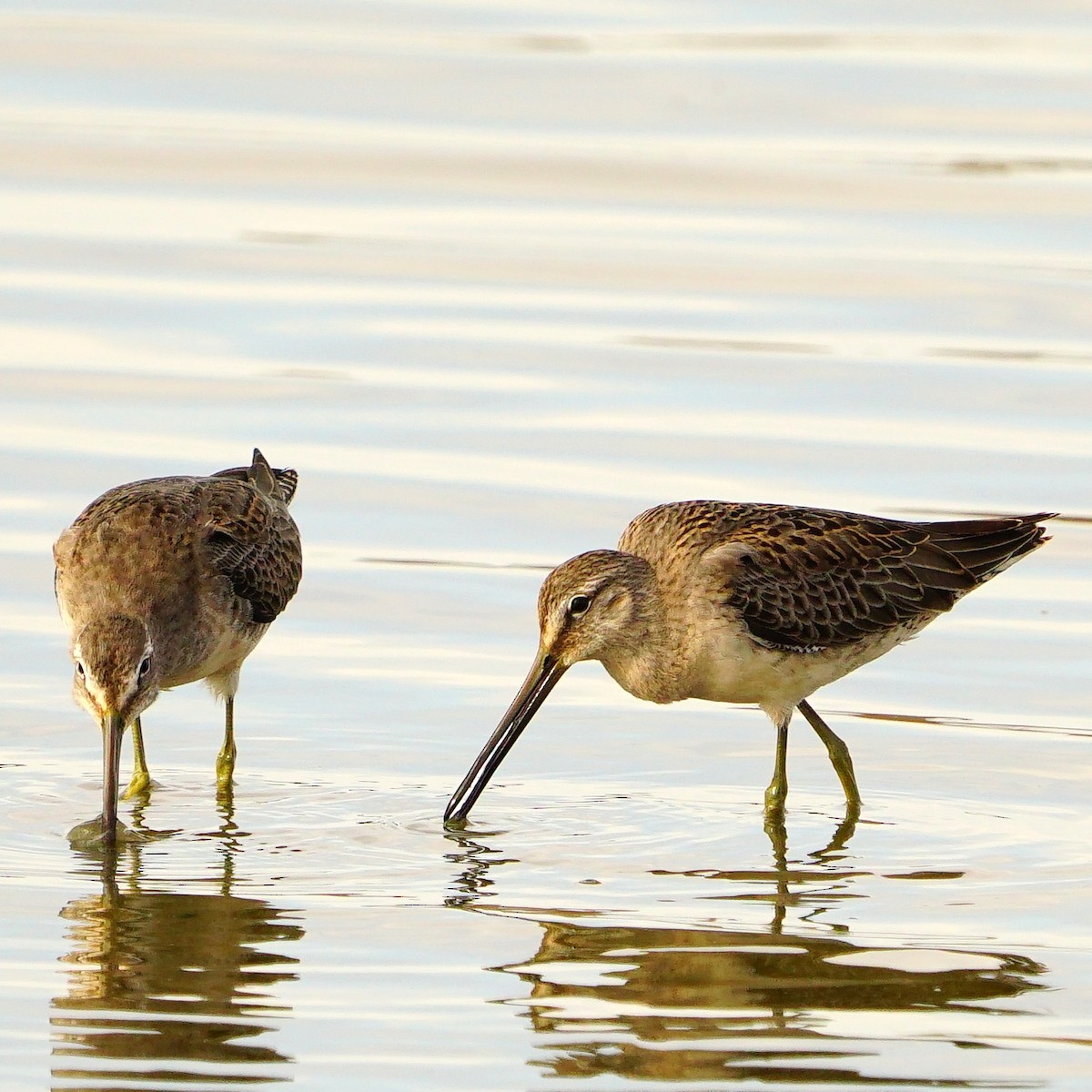 Long-billed Dowitcher - mang mike