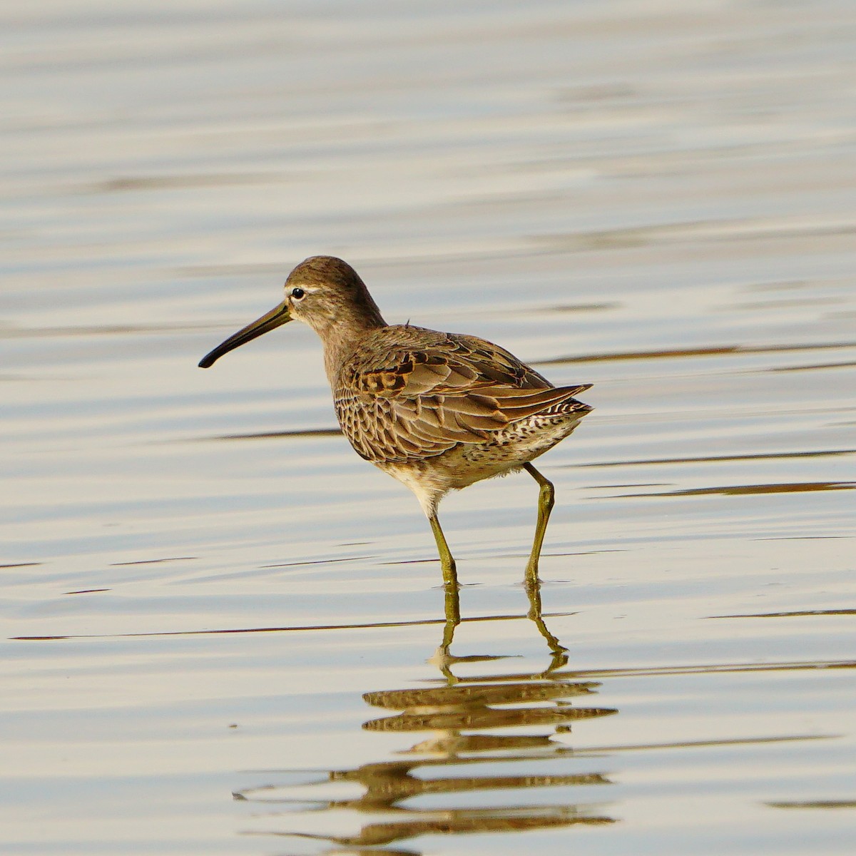 Long-billed Dowitcher - mang mike