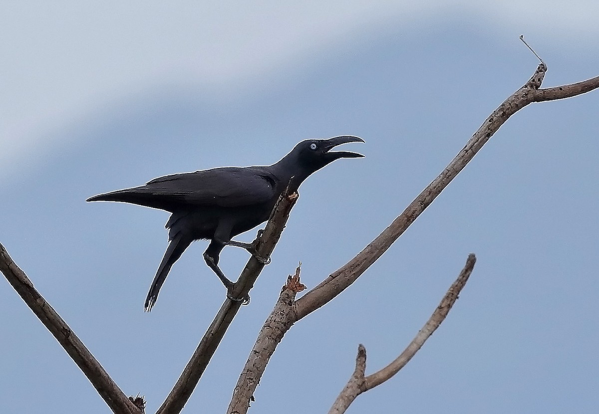 Long-billed Crow - ML610088964
