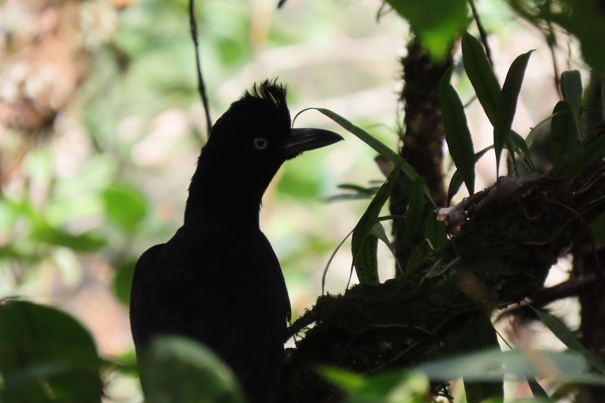 Amazonian Umbrellabird - ML610089636