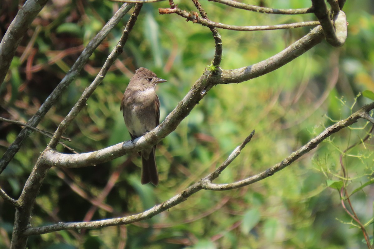 Southern Tropical Pewee - ML610089665