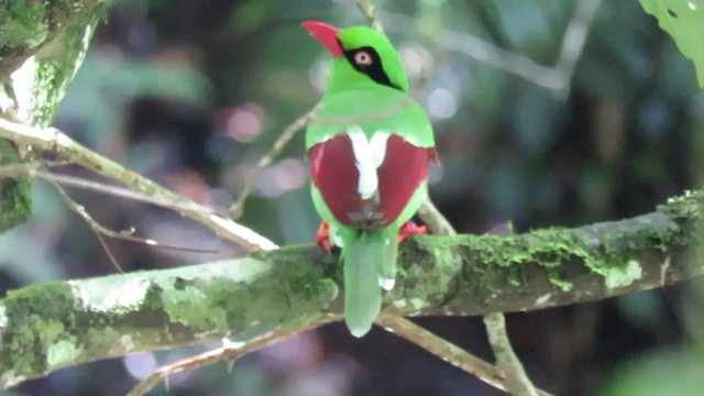 Urraca Verde de Borneo - ML610090013