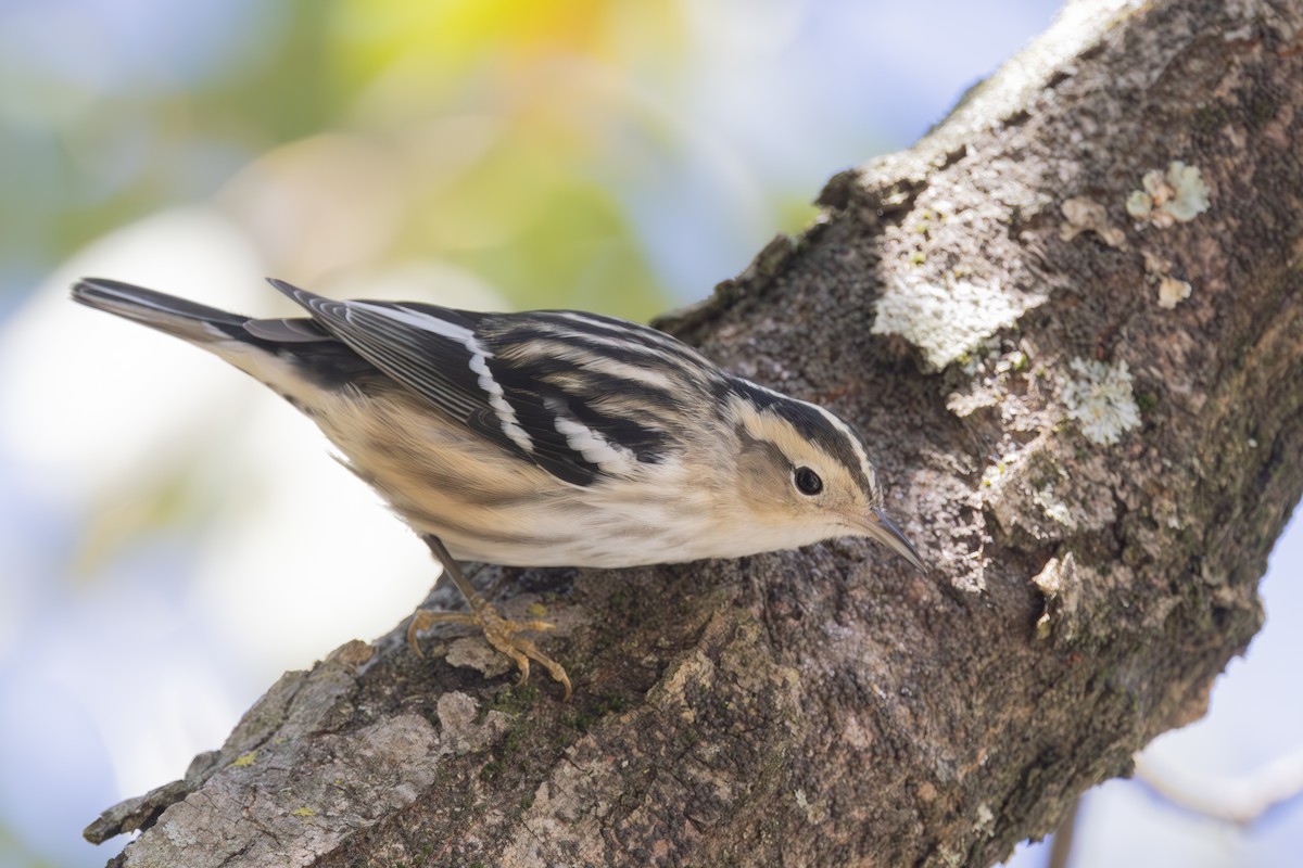 Black-and-white Warbler - ML610090063