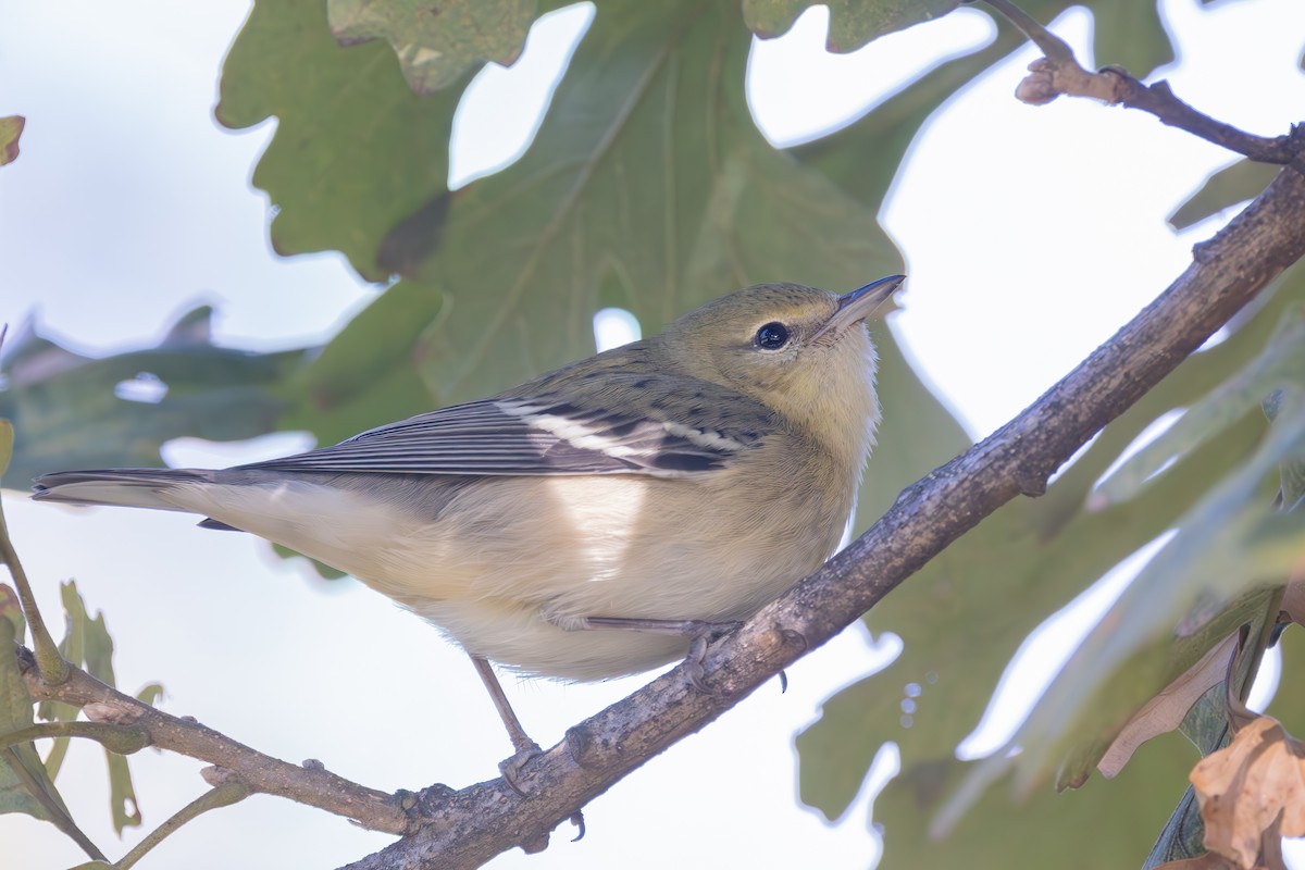 Bay-breasted Warbler - ML610090070