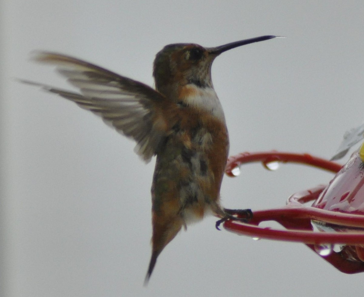 Rufous Hummingbird - Bruce  Purdy