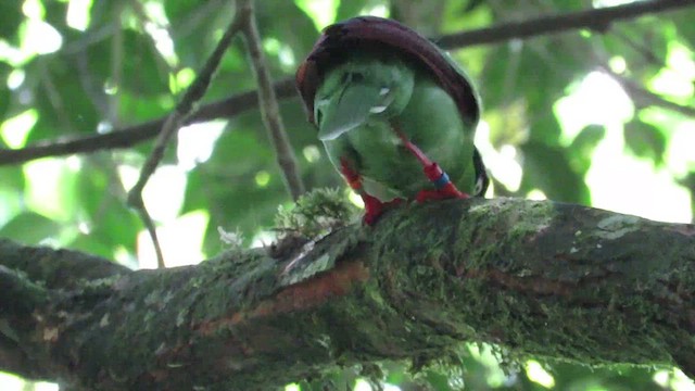 Urraca Verde de Borneo - ML610090146