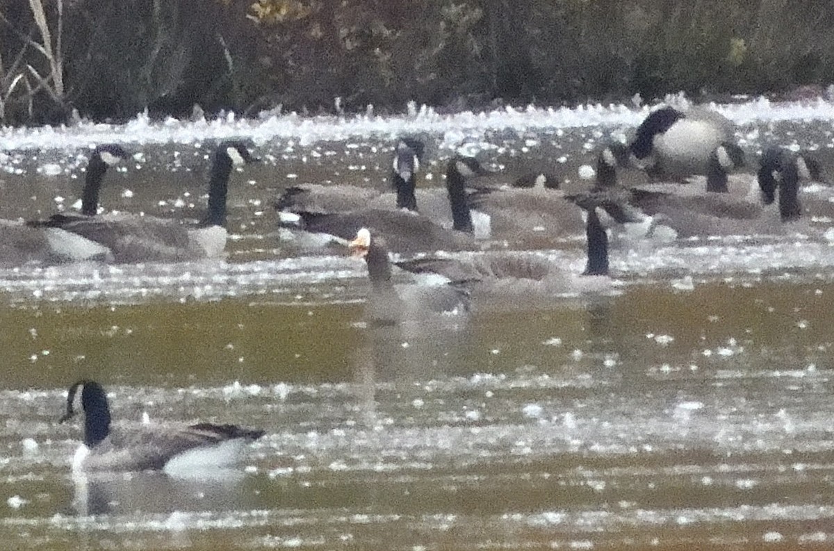 Greater White-fronted Goose - ML610090268