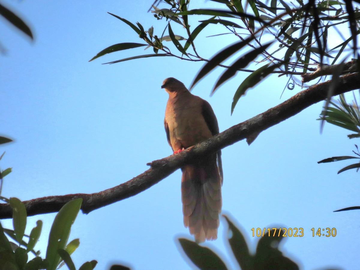 Brown Cuckoo-Dove - ML610090365