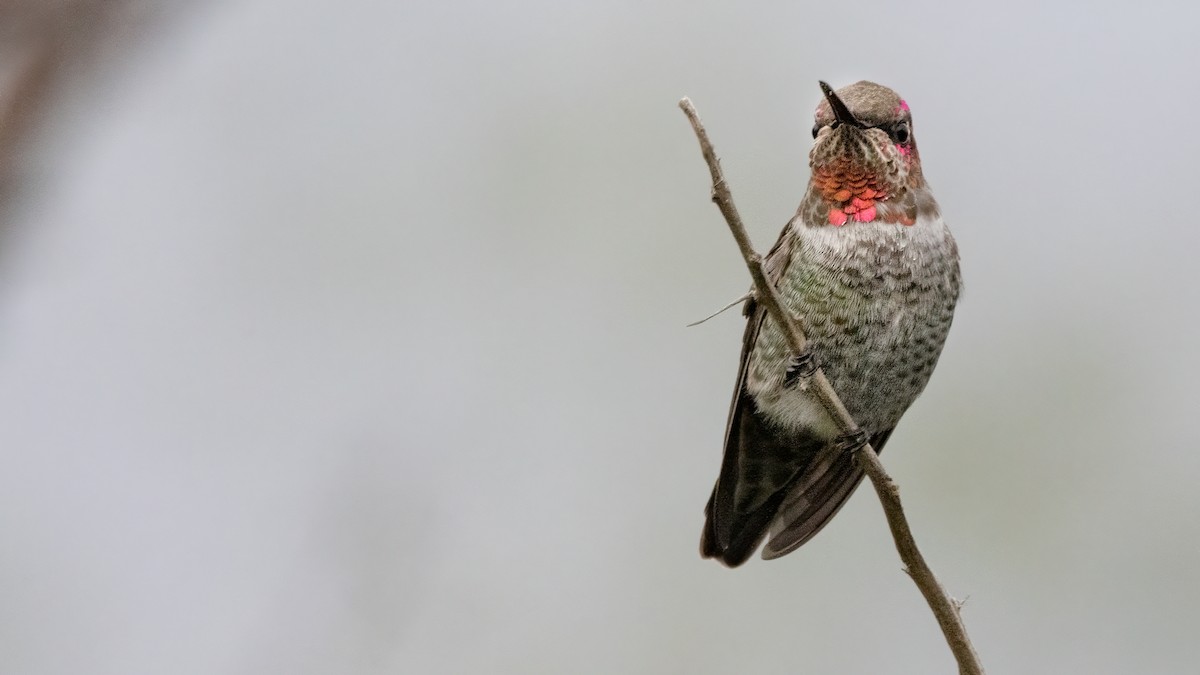 Anna's Hummingbird - ML610090565