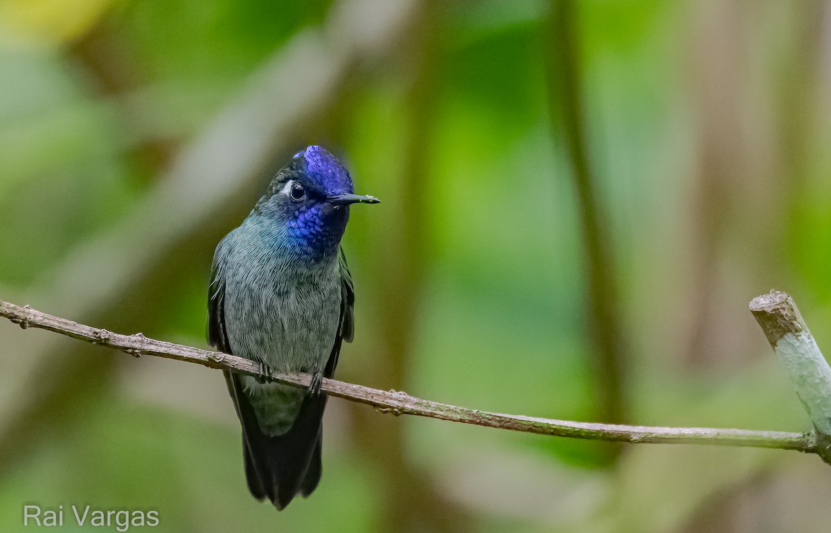 Violet-headed Hummingbird - ML610090701