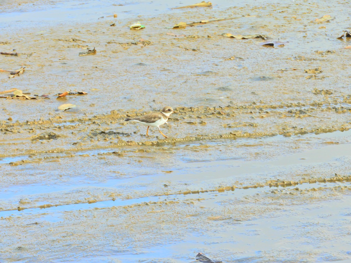 Semipalmated Plover - ML610091013