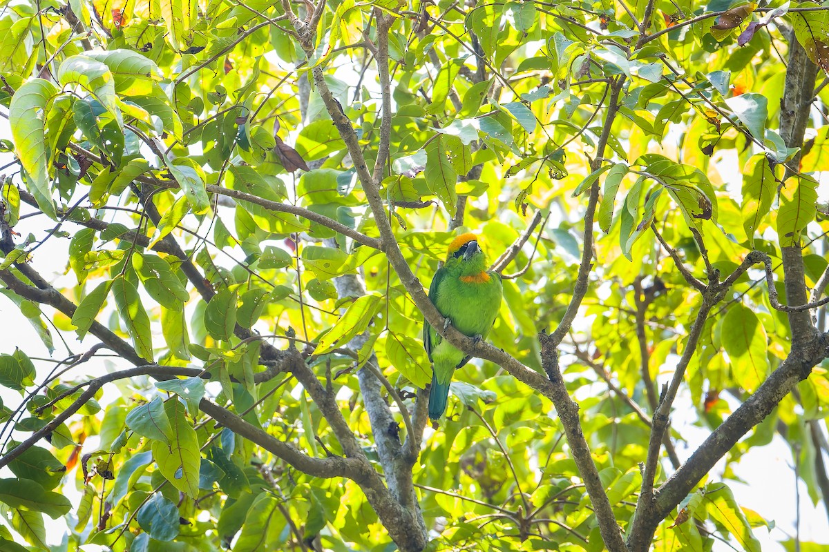 Flame-fronted Barbet - ML610092321
