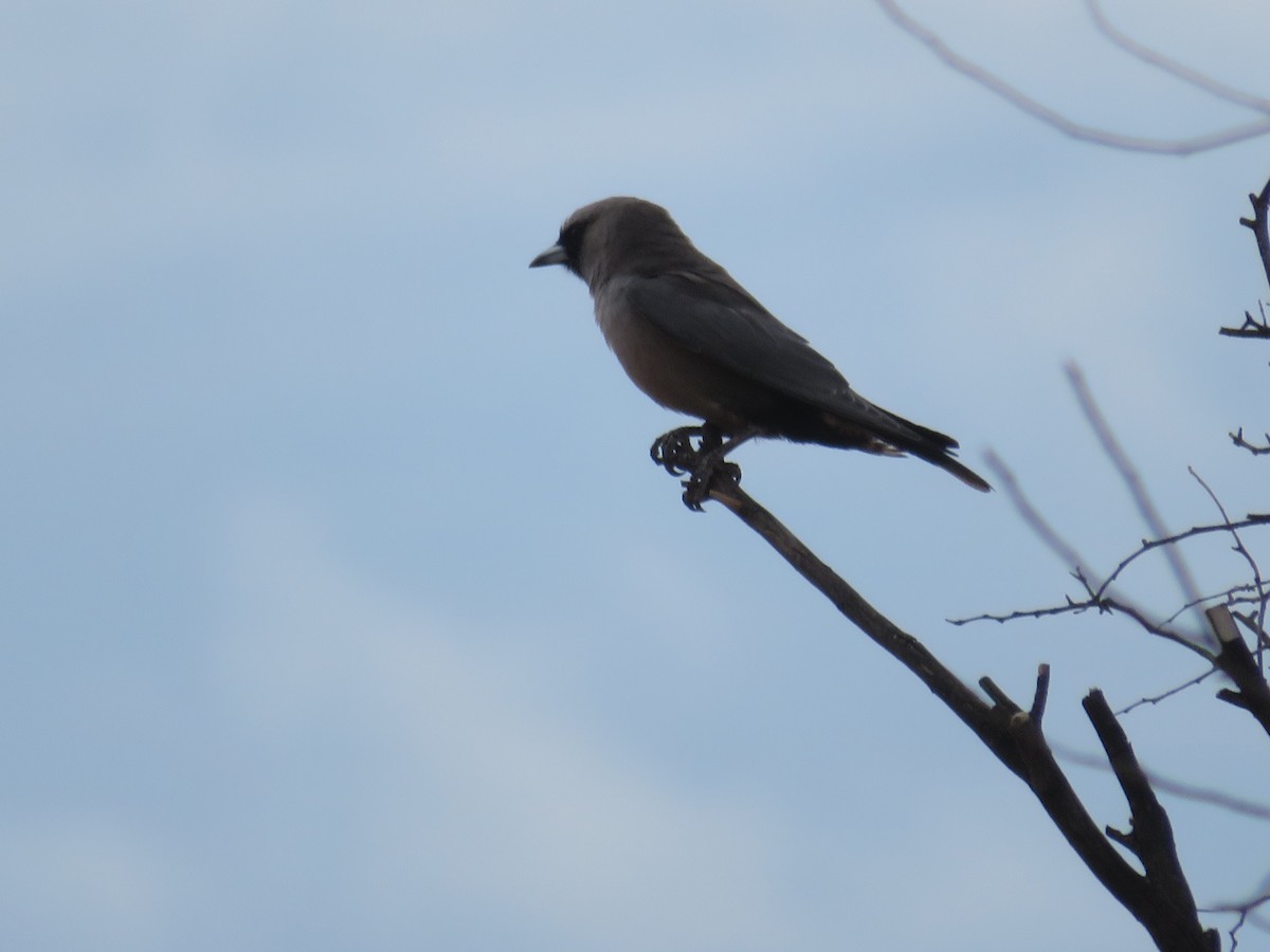 Black-faced Woodswallow - Christine D