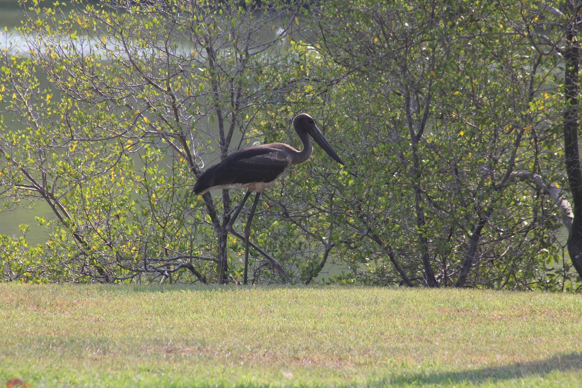 Black-necked Stork - ML610092406