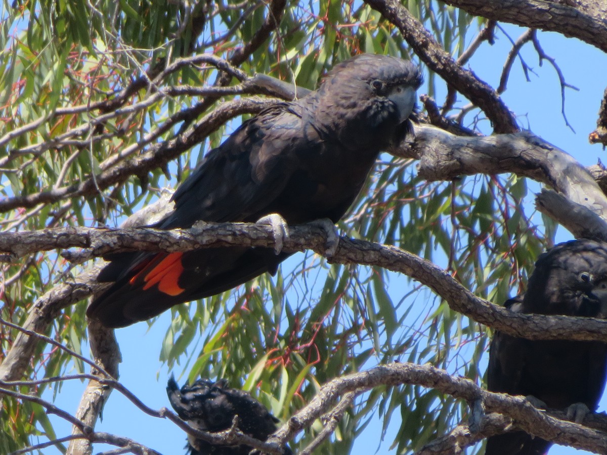 Red-tailed Black-Cockatoo - ML610092572
