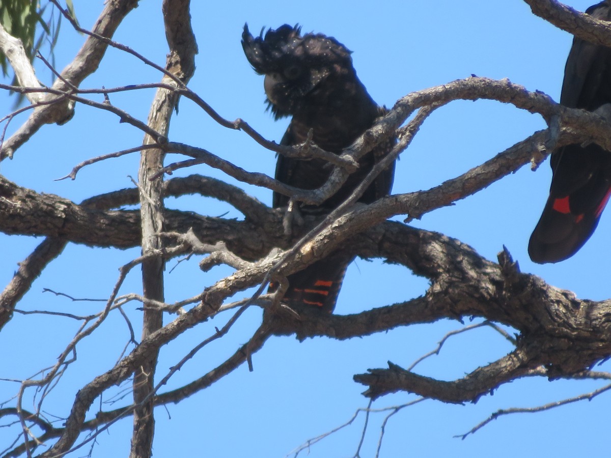 Red-tailed Black-Cockatoo - ML610092581
