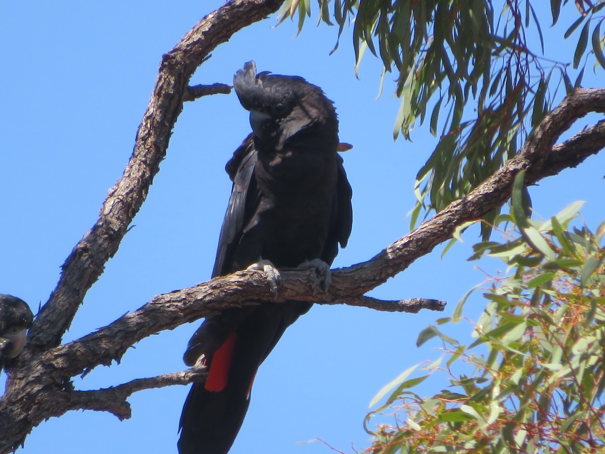 Red-tailed Black-Cockatoo - ML610092583