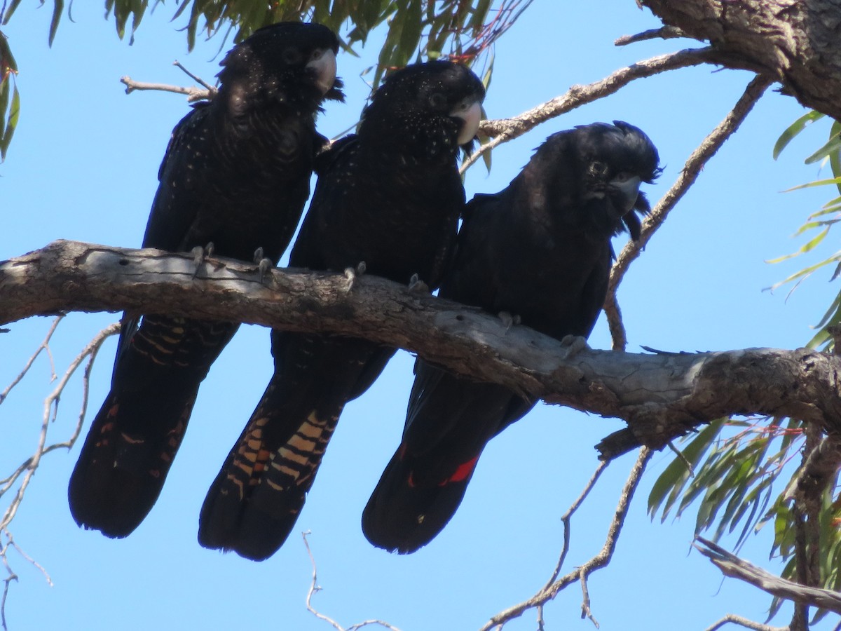 Red-tailed Black-Cockatoo - ML610092586