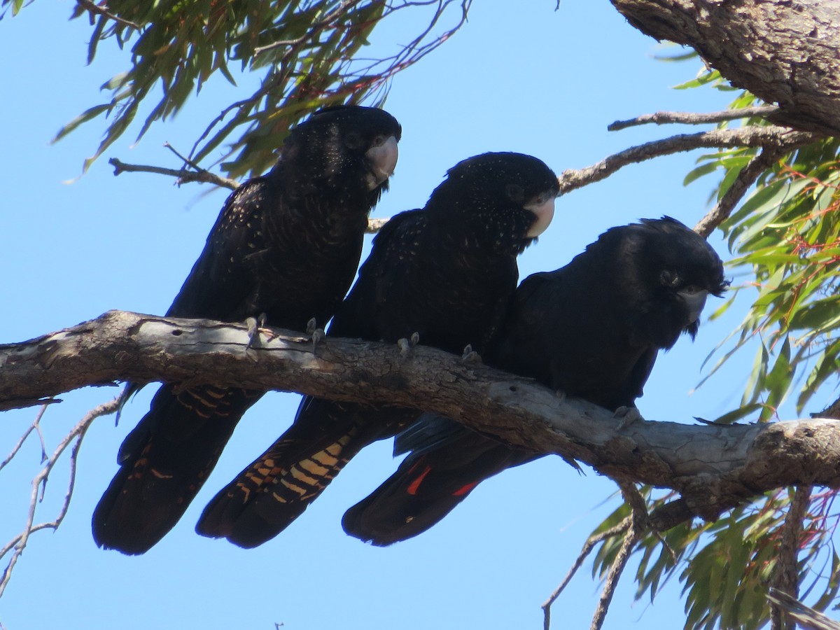 Red-tailed Black-Cockatoo - ML610092595