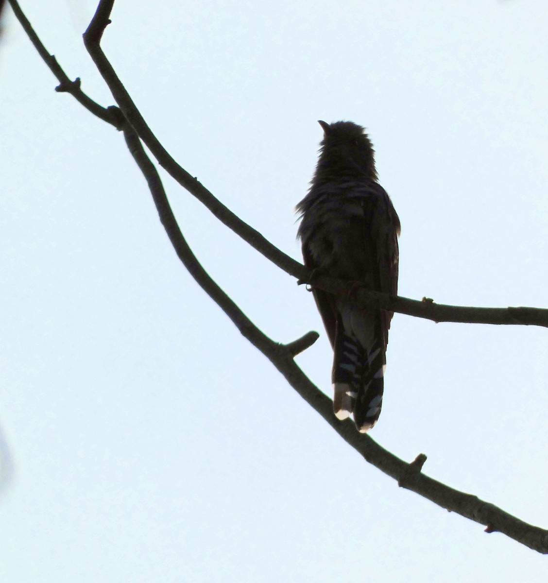 Gray-bellied Cuckoo - ML610092783