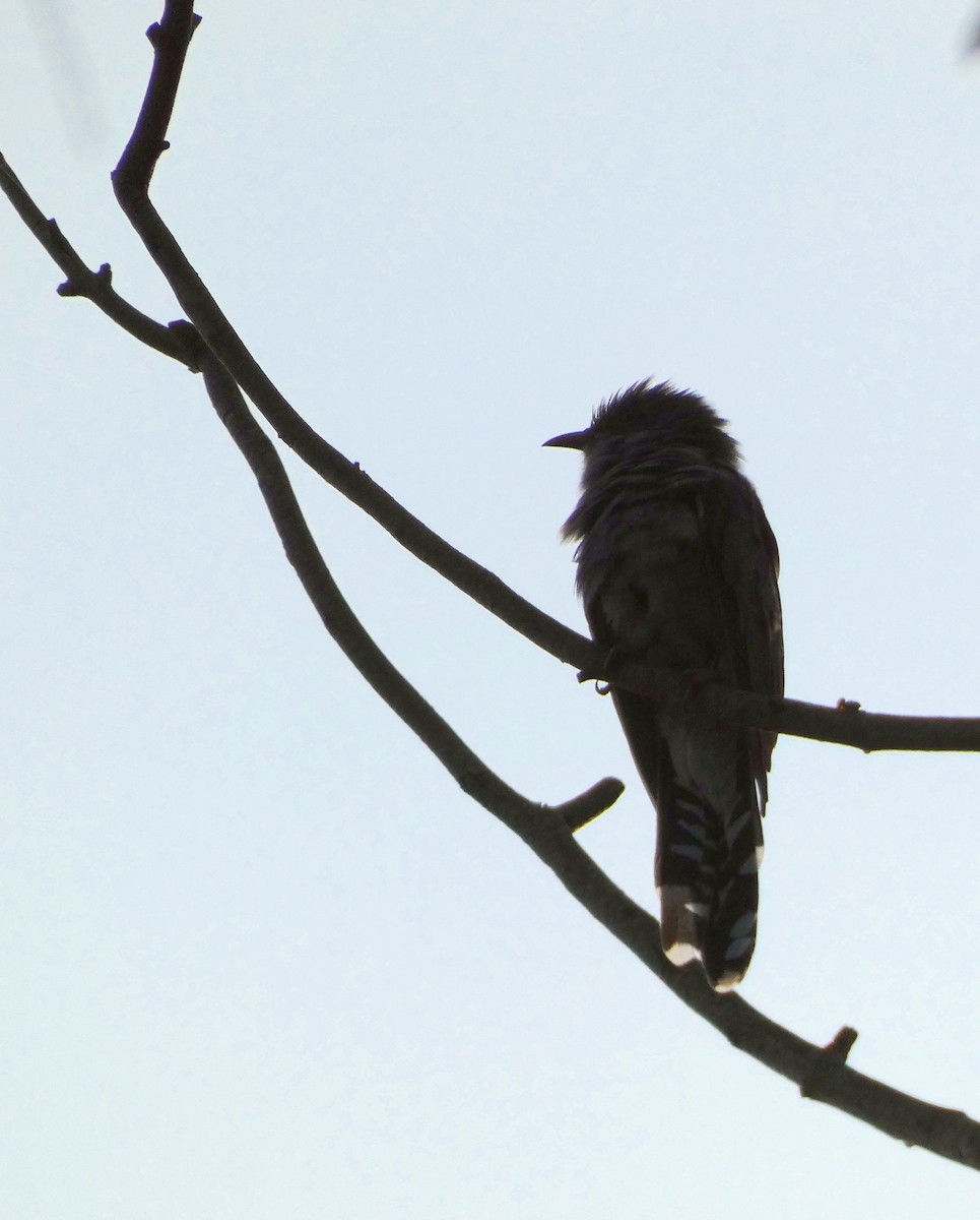 Gray-bellied Cuckoo - ML610092784