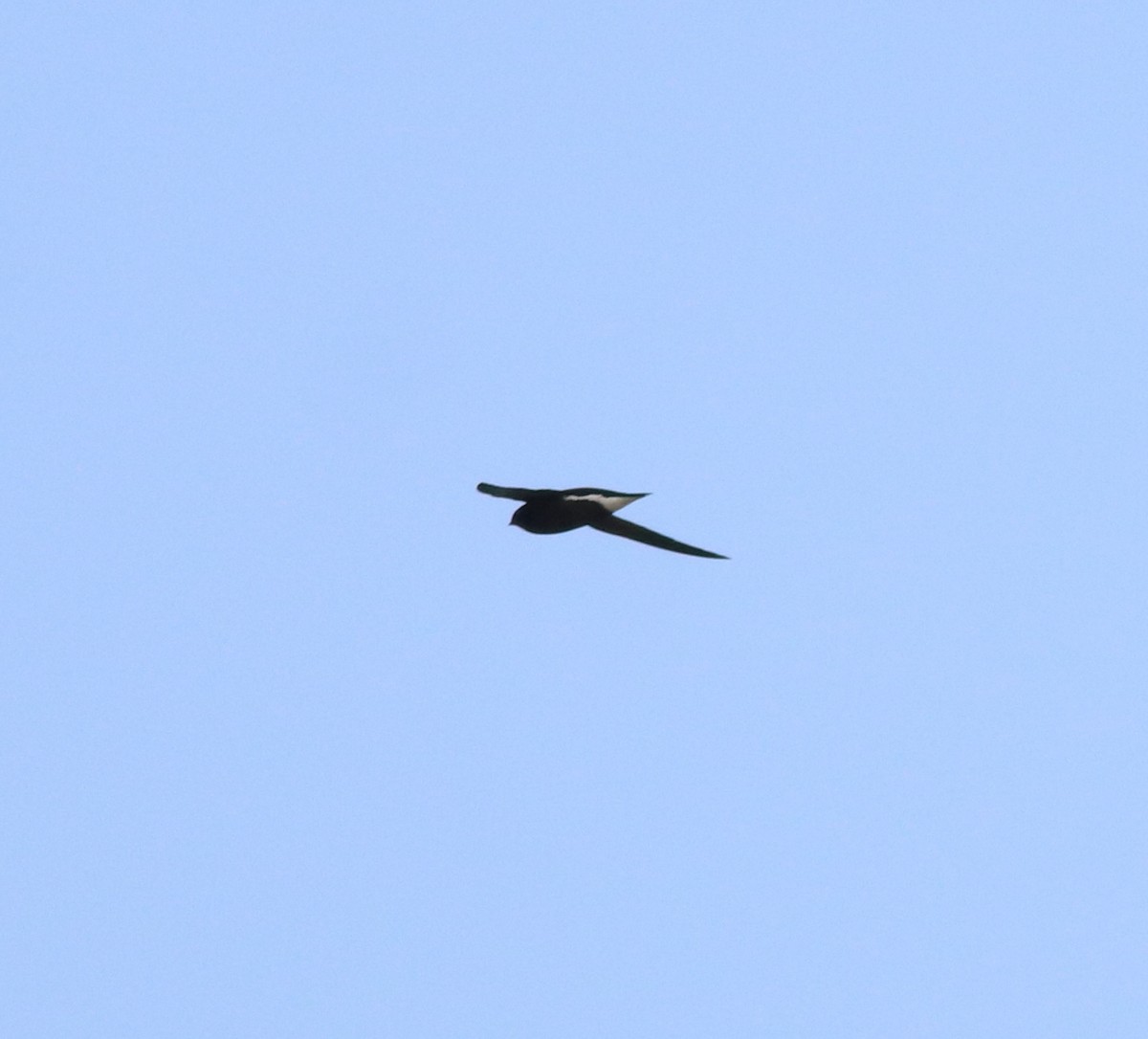 Brown-backed Needletail - ML610092812