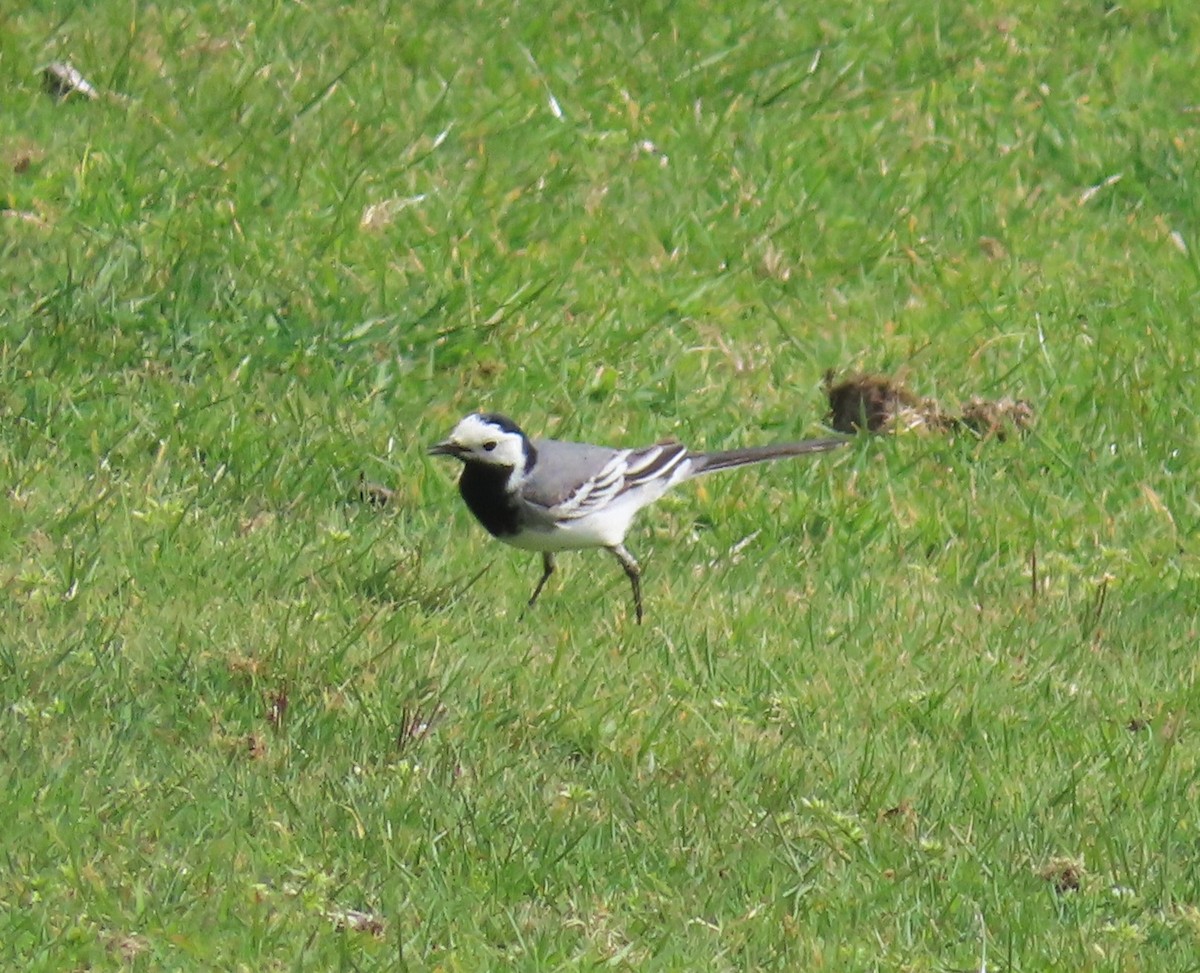 White Wagtail (White-faced) - ML610093307