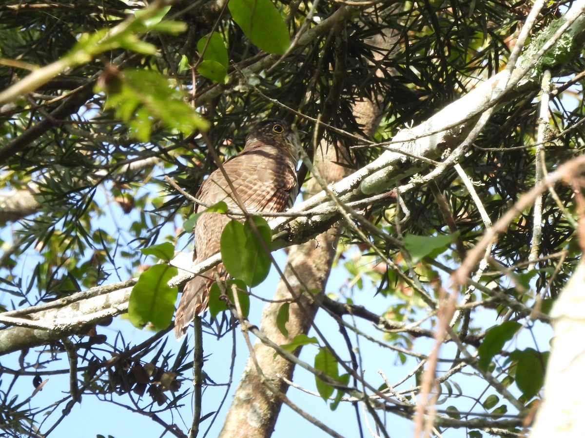 Barred Long-tailed Cuckoo - ML610093314
