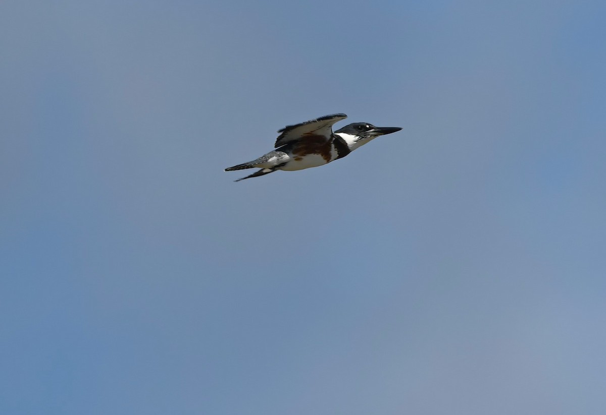 Belted Kingfisher - ML610093449