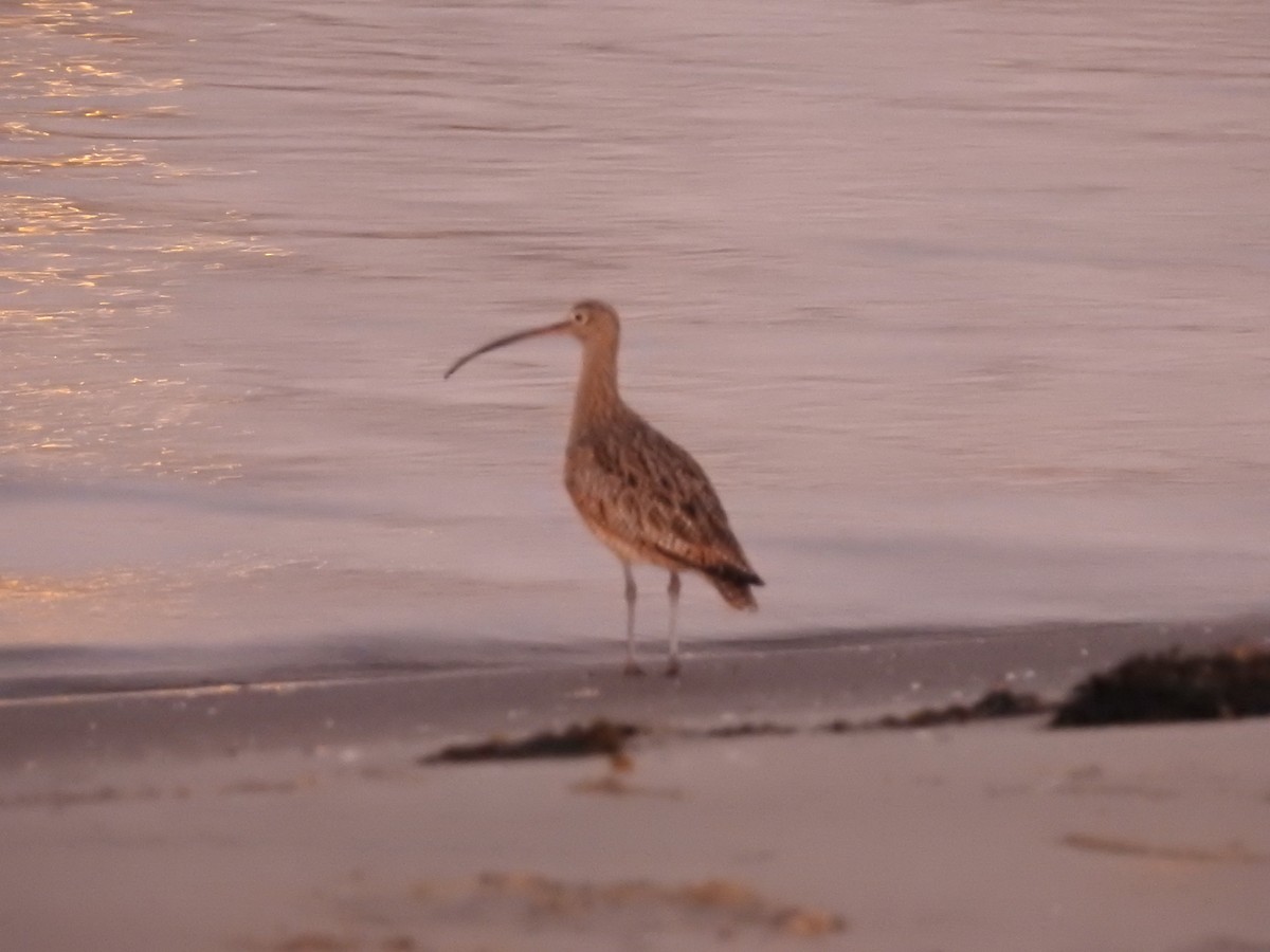 Long-billed Curlew - ML610093664