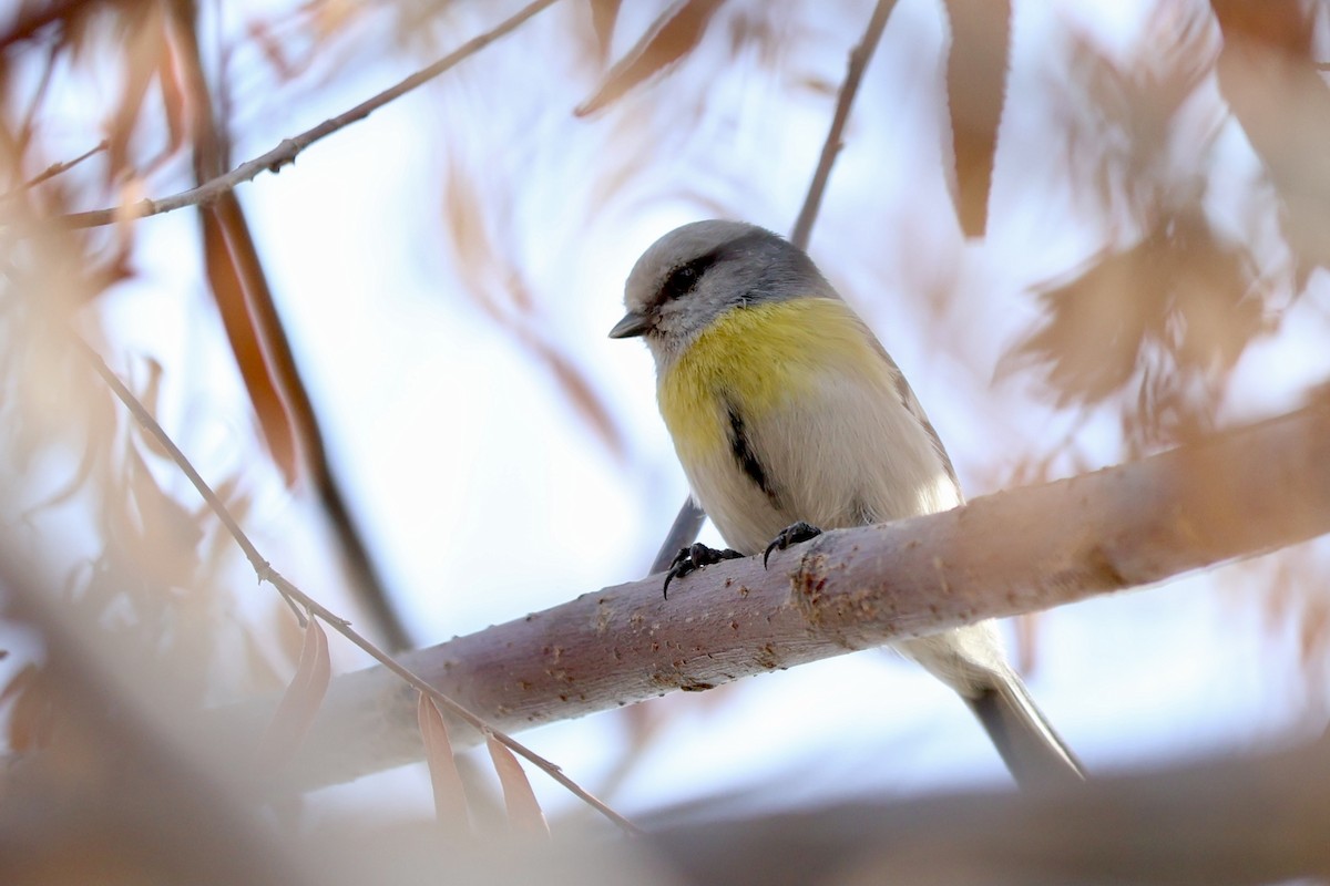 Azure Tit (Yellow-breasted) - ML610093750