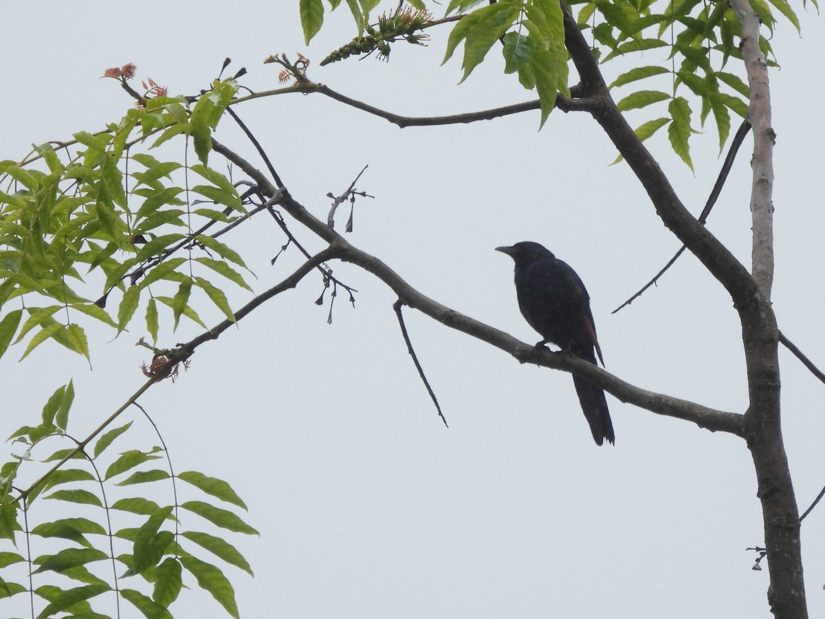 Red-winged Starling - ML610093896