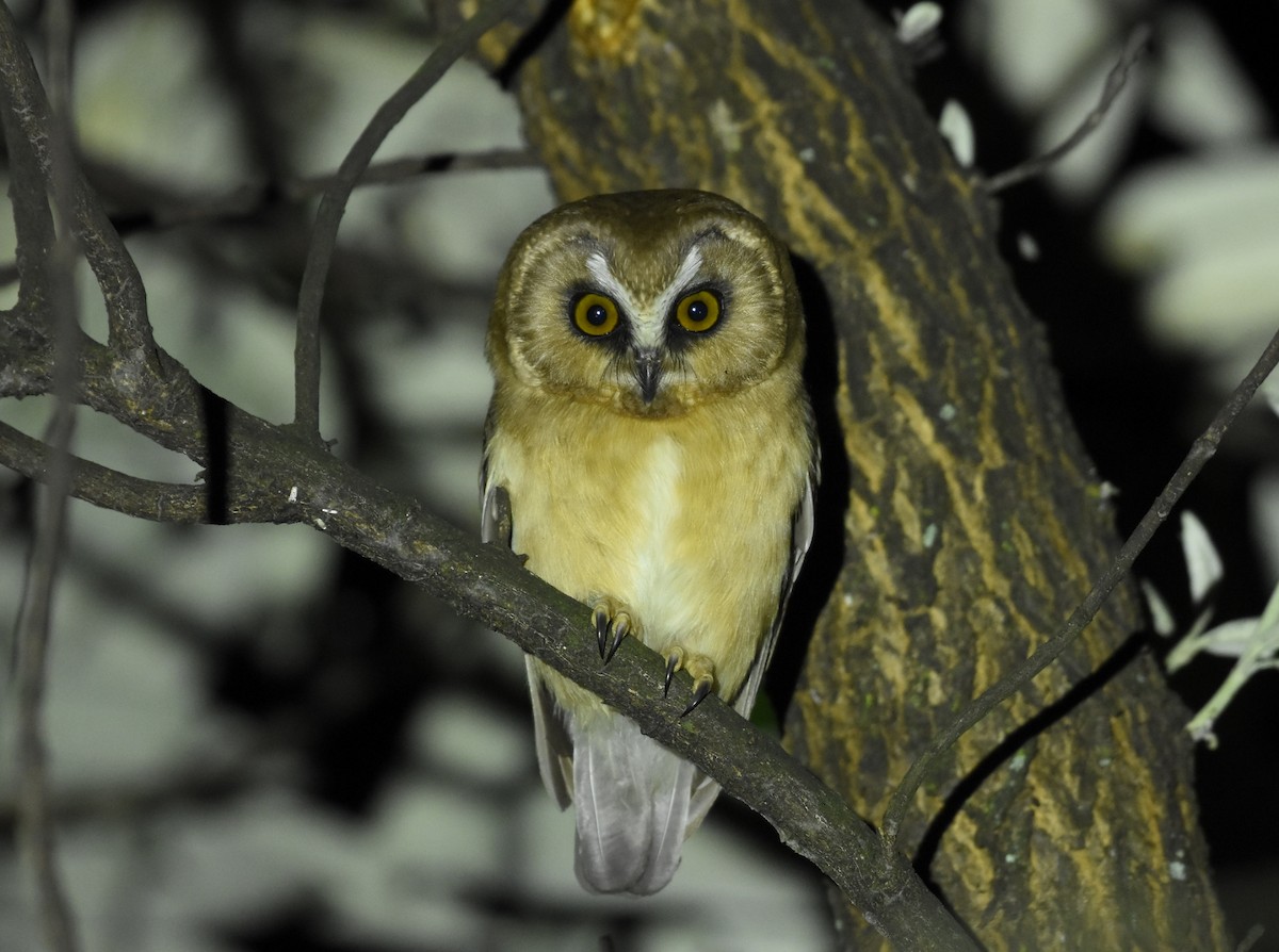 Unspotted Saw-whet Owl - ML610094103