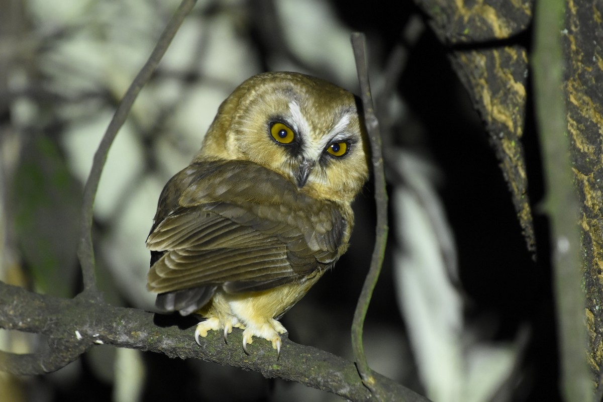 Unspotted Saw-whet Owl - ML610094106