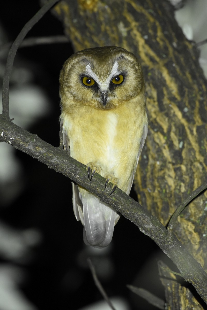 Unspotted Saw-whet Owl - ML610094107