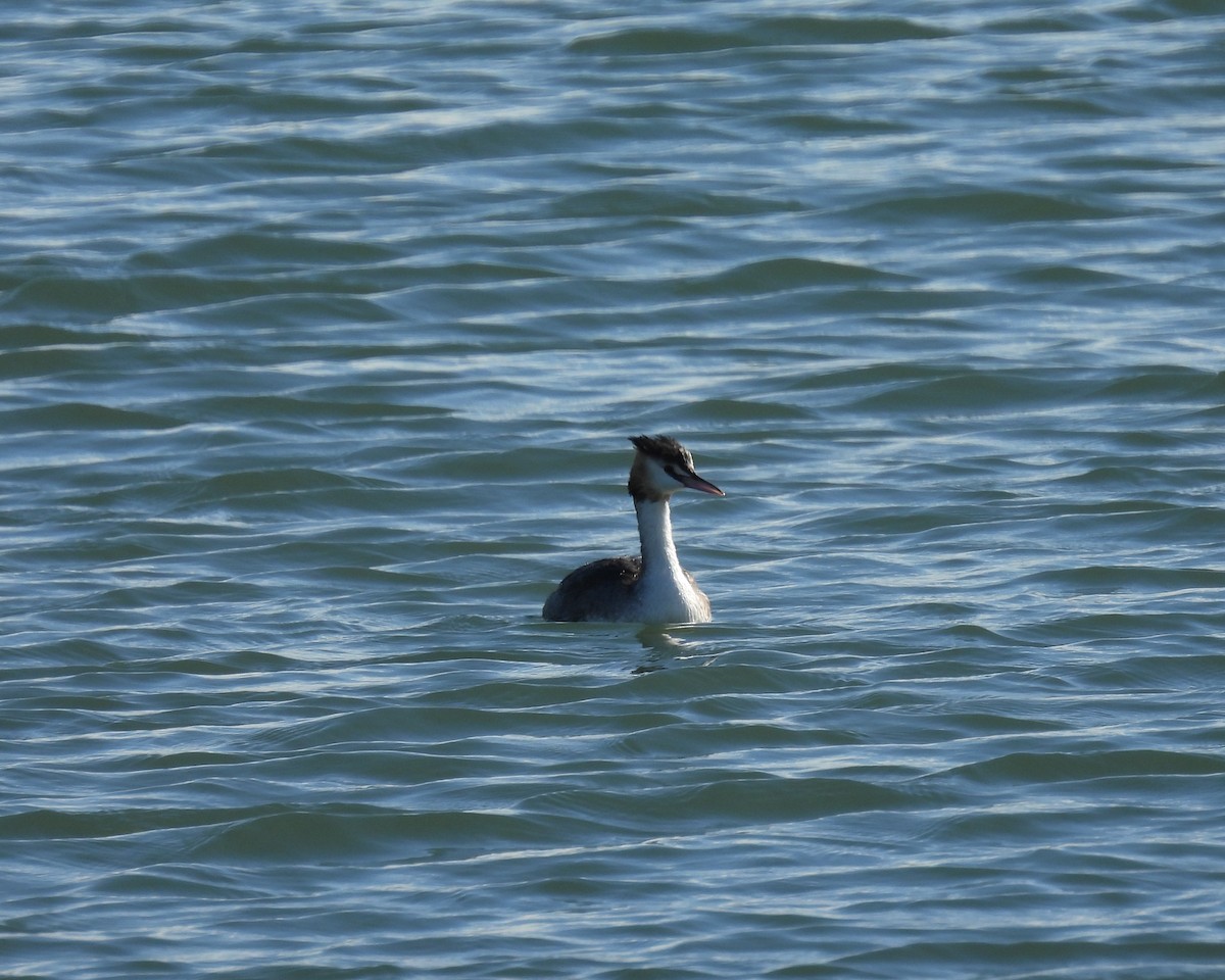 Great Crested Grebe - ML610094190
