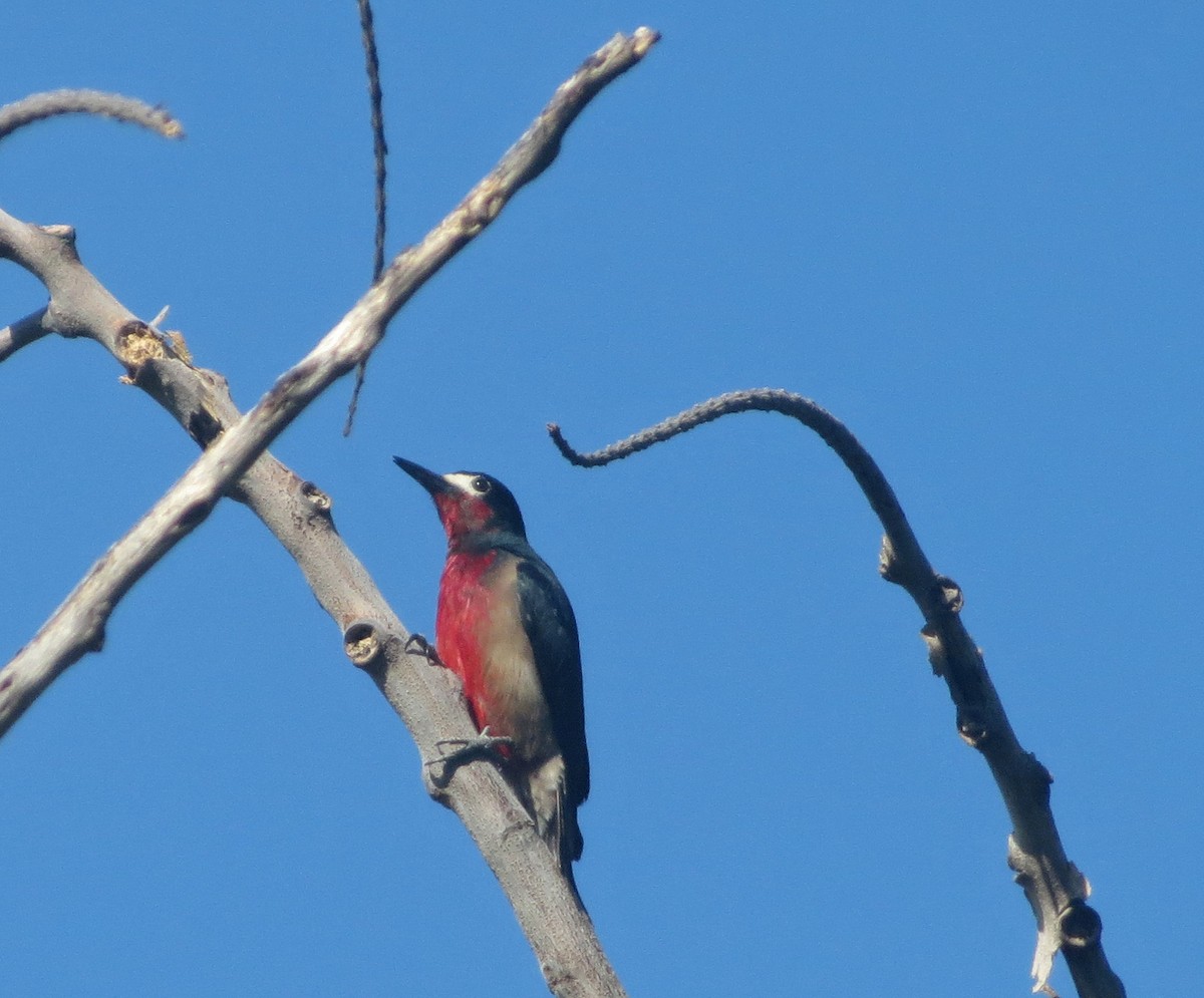 Puerto Rican Woodpecker - Allen Lewis