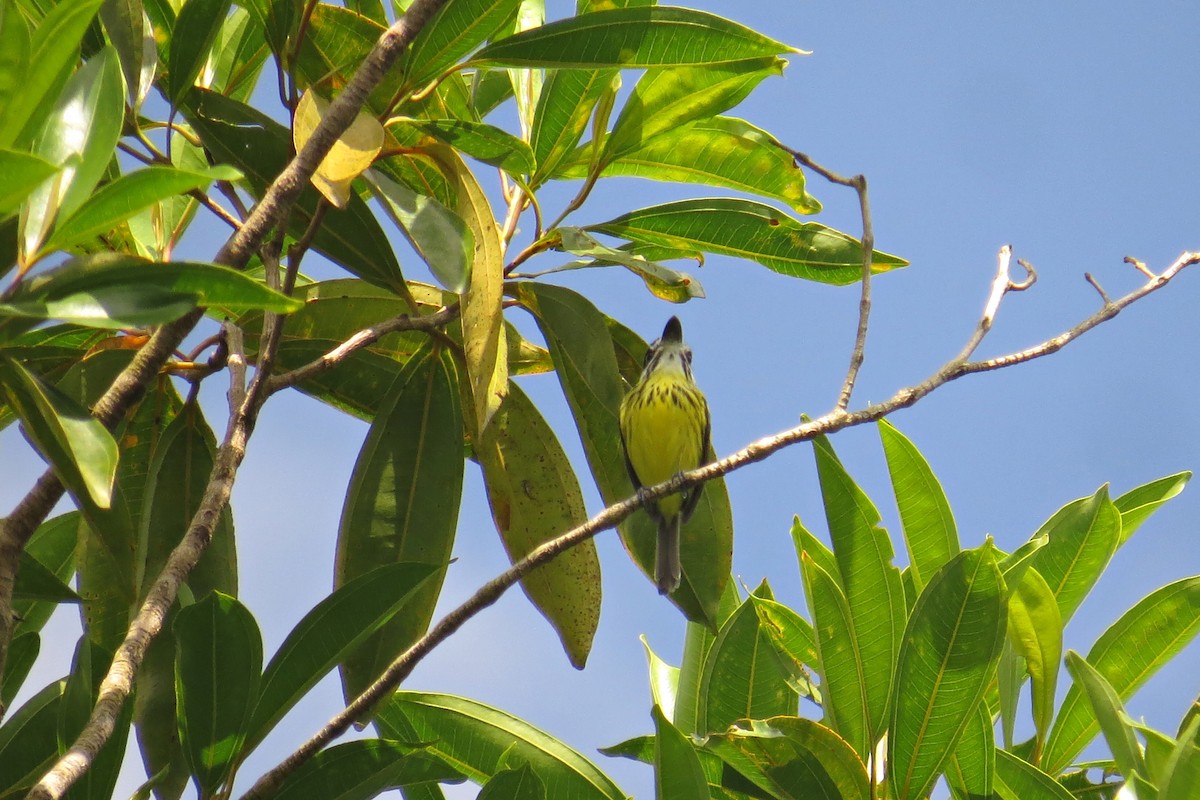 Painted Tody-Flycatcher - ML610094614