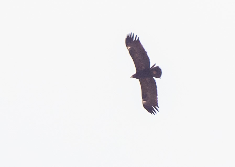 Lesser Spotted Eagle - ML610094662