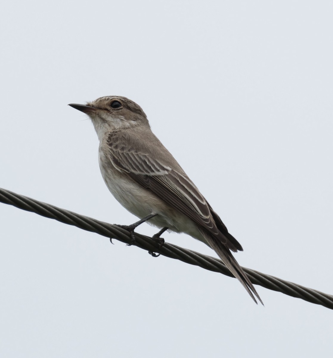 Spotted Flycatcher - Rohit Tibrewal