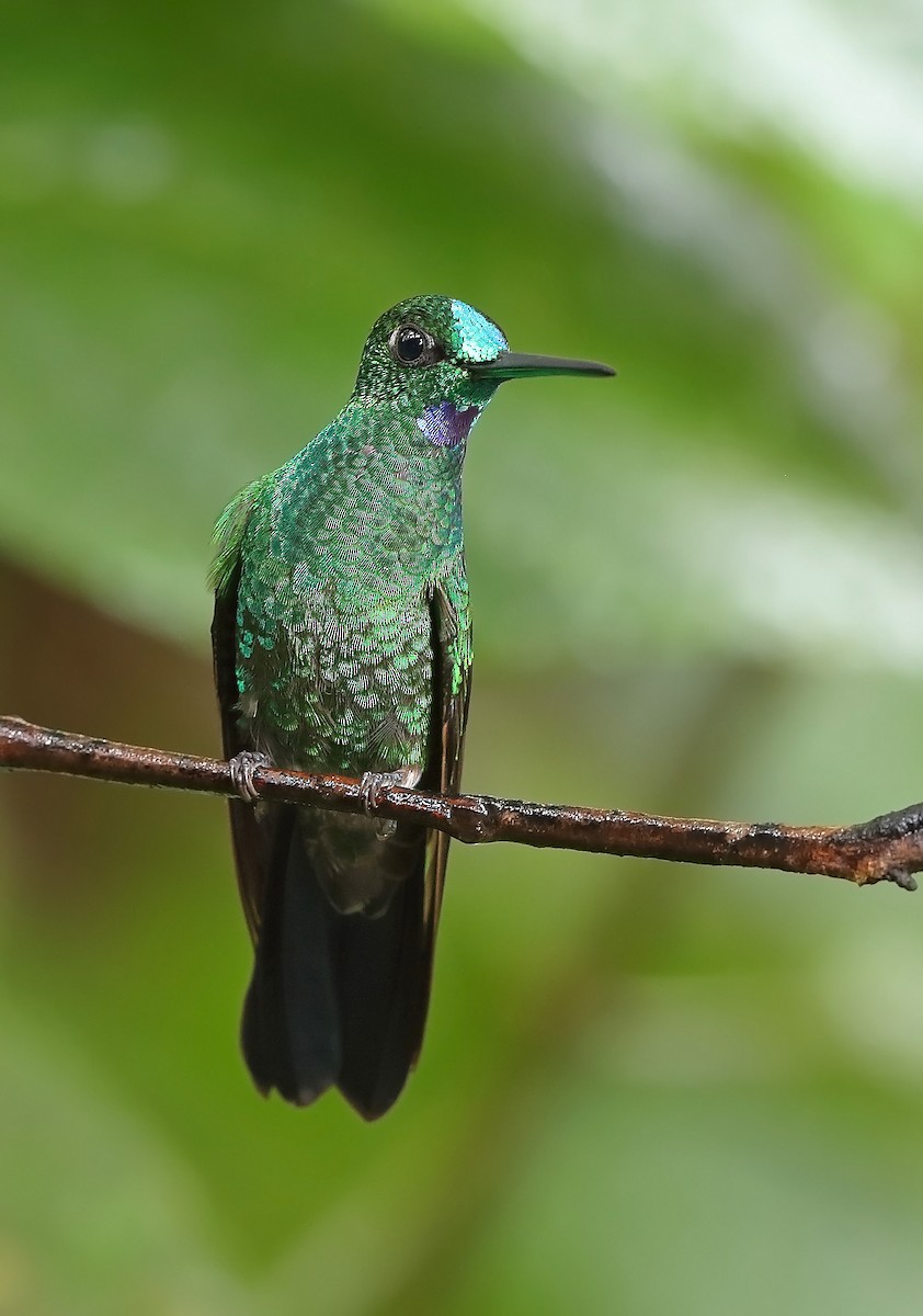 Green-crowned Brilliant - ML610095058